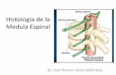 1= Medula Espinal.pdf