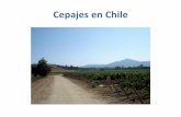 Cepajes de Chile