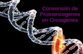 Conversion de Protooncogenes en Oncogenes