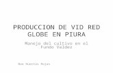 Produccion de Vid Red Globe en Piura
