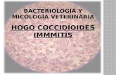 exposicion coccidioides immitis.pptx