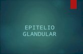 epitelio glandular