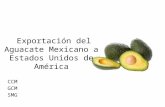 Exportación Del Aguacate Mexicano a Estados Unidos