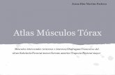 Atlas Musculatura Torax