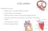 fisiologia cardiaca 2