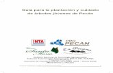 INTA Guia de Plantacion Pecan.pdf