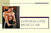 Contra Cc i on Muscular