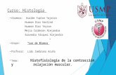 MÚSCULO Histologia Seminario 4