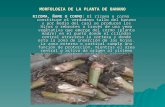 Morfologia de La Planta de Banano 1210871697783625 9