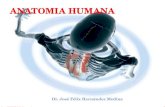 Anatomia de Hombro y Axila Asdasd