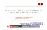 1. Avances en La Producción de Semilla de Quinua y Otros Granos Andinos