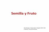 Fruto, Semilla