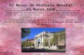 El Museo de Historia Natural, En Nueva