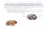 Anexo Tema 2. Vascularización Cerebral Arterial