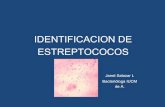 Identificacion de Estreptococos