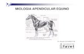 Miologia Apendicular Equino UST