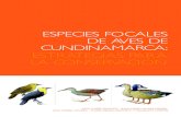 Especies focales de aves de cundinamarca.pdf