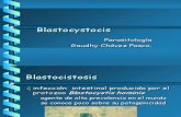 Blastocyst Oc Is