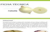 Ficha Técnica Cebolla