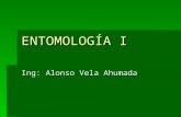Entomología I- Clases_morfología