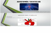 Anatomía Vascular