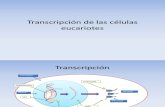 Transcripción de Las Células Eucariotes