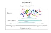 Clase 15 Citogenetica Humana 2014