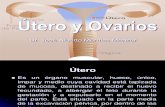 Utero y Ovarios Anatomia