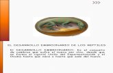 Desarrollo Embrionario de Los Reptiles J;J;E;J;Y;J;12