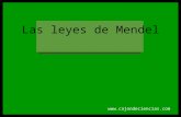 Leyes Mendel