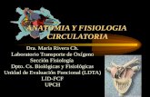 Anatomia y Fisiologia Circulatoria