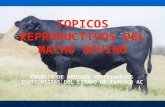 Topicos Reproductivos Del Macho Bovino