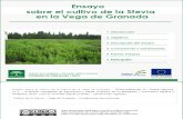 Ensayo sobre el cultivo de la Stevia  en la Vega de Granada.pdf