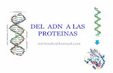 8. DEL ADN A LAS PROTEINAS-ARN.pdf
