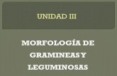 Morfologia de Gramineas y Leguminosas