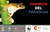 Anfibios del Paraguay