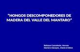 “Hongos Descomponedores de Madera Del Valle Del Mantaro”