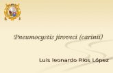 Pneumocystis Jiroveci Carinii 1217300523840737 8