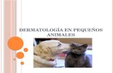 dermatología en pequeños animales.pptx
