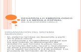 DESARROLLO EMBRIOLOGICO DE LA MEDULA ESPINAL.ppt