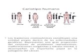 Cariotipo Humano Clase 4