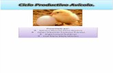 Ciclo Productivo Avícola Original.
