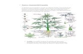 Partes y Anatomía del Cannabis