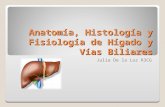 Anatomia, Histologia y Fisiologia Del Higado y Visicula Viliar