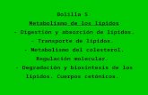 Clase metab. de lípidos I-2010