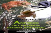 Guia Ilustrada de Los Anfibiosde La Reserva Natural San Rafael -Fusagasuga