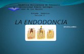 La Endodoncia (1)