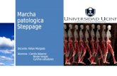 Marcha Patologica Steppage