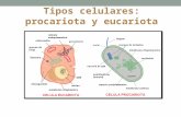 Células procariota y eucariota Final