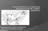 EVALUACION DE LA CAPACIDAD REPRODUCTIVA DEL SEMENTAL.pptx